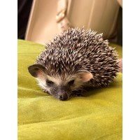 Интерактивный кукольный спектакль Ежик Пых (2025-11-08) Интерактивный кукольный спектакль Ежик Пых (2025-11-08)